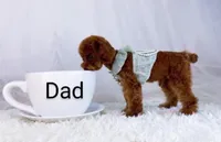 Buttercup 👨‍👩‍👧💕🐕 TOY, a female Poodle - Toy  and Havapoo for sale in Navarre, OH – Photo 10 of 10