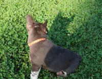 RANGER, a male French Bulldog for sale in Navarre, OH – Photo 3 of 6
