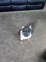 RANGER, a male French Bulldog for sale in Navarre, OH – Photo 6 of 6