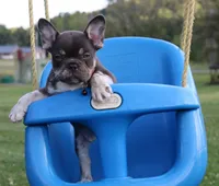 RANGER, a male French Bulldog for sale in Navarre, OH – Photo 1 of 6