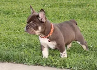 RANGER, a male French Bulldog for sale in Navarre, OH – Photo 2 of 6