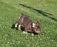 RANGER, a male French Bulldog for sale in Navarre, OH – Photo 4 of 6