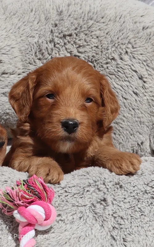 Muffin🌷 – Miniature Goldendoodle puppy for sale in Navarre, OH