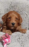 Muffin🌷, a female Miniature Goldendoodle for sale in Navarre, OH – 1 of 7