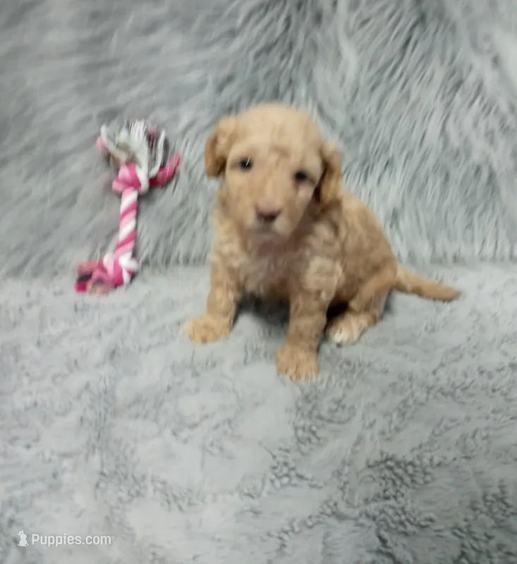 Zonda 🌷 – Havapoo puppy for sale in Navarre, OH