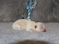 Pinto 💙 Miniature, a male Havapoo for sale in Navarre, OH – Photo 2 of 9