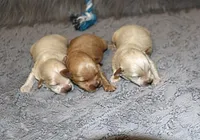 Pinto 💙 Toy/Miniature, a male Havapoo for sale in Navarre, OH – Photo 10 of 10