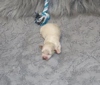 Pinto 💙 Miniature, a male Havapoo for sale in Navarre, OH – Photo 3 of 9