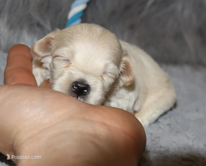 Pinto 💙 Toy/Miniature – Havapoo puppy for sale in Navarre, OH