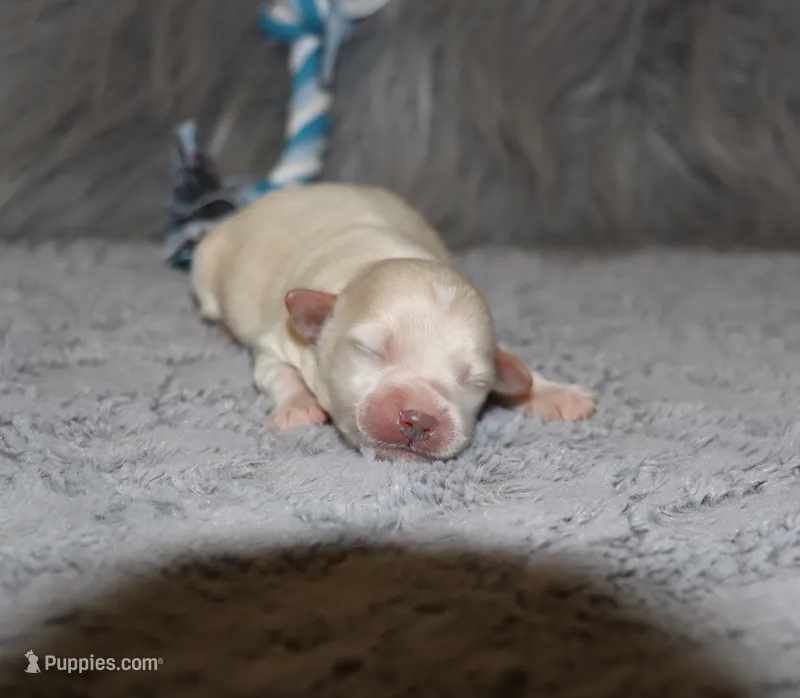 Pinto 💙 Miniature – Havapoo puppy for sale in Navarre, OH