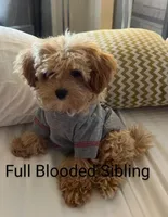 Pinto 💙 Miniature, a male Havapoo for sale in Navarre, OH – Photo 7 of 9