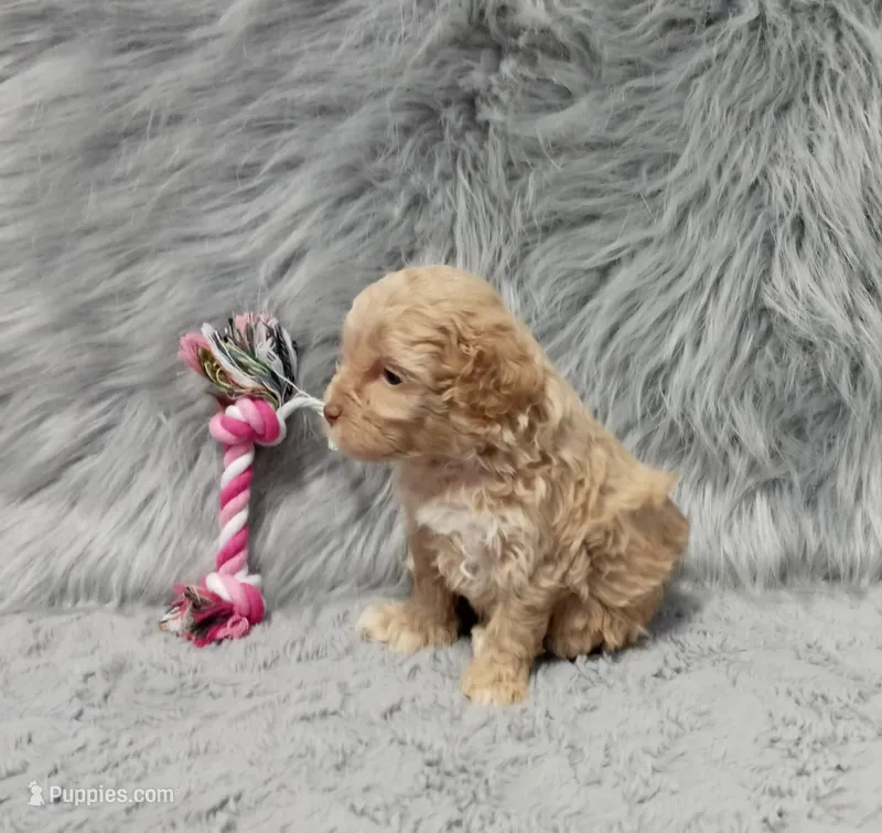 Zandra 🌷 – Havapoo puppy for sale in Navarre, OH