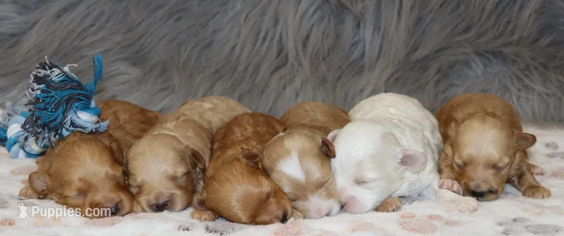 Skyler 💙 – Havapoo puppy for sale in Navarre, OH