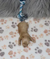 Skylar 💙, a male Havapoo for sale in Navarre, OH – Photo 5 of 10