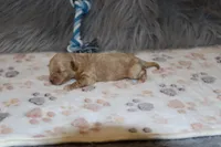 Skylar 💙, a male Havapoo for sale in Navarre, OH – Photo 6 of 10