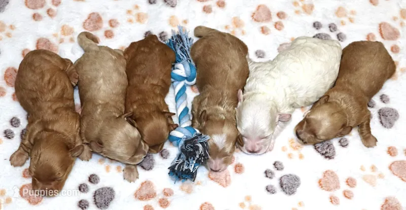 Skylar 💙 – Havapoo puppy for sale in Navarre, OH