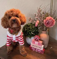 Skylar 💙, a male Havapoo for sale in Navarre, OH – Photo 9 of 10