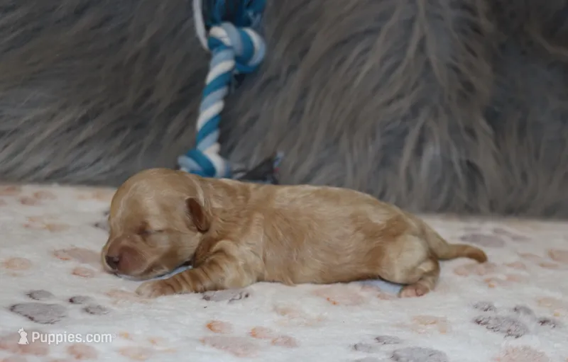 Skyler 💙 – Havapoo puppy for sale in Navarre, OH