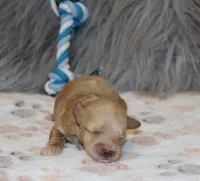 Skylar 💙, a male Havapoo for sale in Navarre, OH – Photo 2 of 10