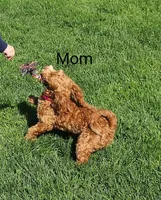 Skylar 💙, a male Havapoo for sale in Navarre, OH – Photo 8 of 10