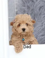 Skylar 💙, a male Havapoo for sale in Navarre, OH – Photo 7 of 10