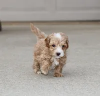 Sawyer 💙, a male Havapoo for sale in Navarre, OH – Photo 2 of 10