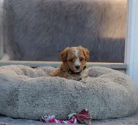 ZOEY 🌷 Toy Minature, a female Havanese and Poodle - Toy  for sale in Navarre, OH – 2 of 10
