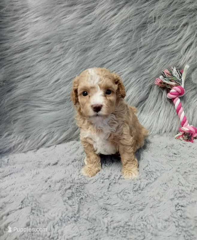 ZOEY 🌷 Toy Minature – Havanese, Poodle - Toy  puppy for sale in Navarre, OH