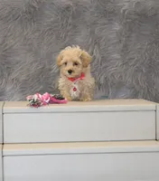 Peggy 🌷 Toy/Miniature, a female Havapoo for sale in Navarre, OH – 3 of 7