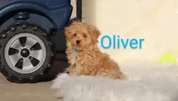 Oliver🥰 Gen.Tested Parents, a male Havanese and Poodle - Toy  for sale in Navarre, OH – Photo 2 of 9
