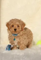Oliver🥰 Gen.Tested Parents, a male Havanese and Poodle - Toy  for sale in Navarre, OH – Photo 3 of 9