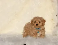 Oliver🥰 Gen.Tested Parents, a male Havanese and Poodle - Toy  for sale in Navarre, OH – Photo 4 of 9