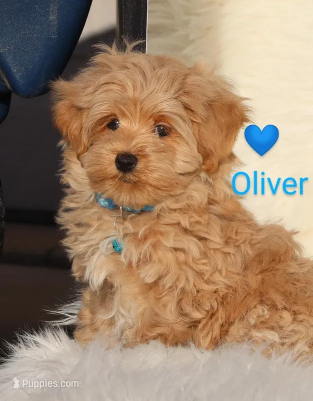 Oliver🥰 Gen.Tested Parents