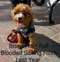 Oliver🥰 Gen.Tested Parents, a male Havanese and Poodle - Toy  for sale in Navarre, OH – Photo 9 of 9