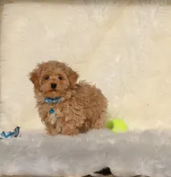 Oliver🥰 Gen.Tested Parents, a male Havanese and Poodle - Toy  for sale in Navarre, OH – Photo 5 of 9