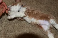 Timber 💙 Micro Miniature, a male Poodle - Miniature  and Miniature Goldendoodle for sale in Navarre, OH – Photo 9 of 10