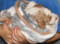 Timber 💙 Micro Miniature, a male Poodle - Miniature  and Miniature Goldendoodle for sale in Navarre, OH – Photo 4 of 10