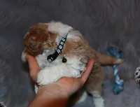 Timber 💙 Micro Miniature, a male Poodle - Miniature  and Miniature Goldendoodle for sale in Navarre, OH – Photo 5 of 10