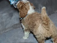 Timber 💙 Micro Miniature, a male Poodle - Miniature  and Miniature Goldendoodle for sale in Navarre, OH – Photo 6 of 10