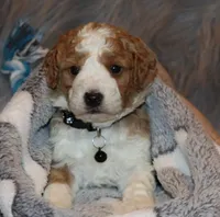 Timber 💙 Micro Miniature, a male Poodle - Miniature  and Miniature Goldendoodle for sale in Navarre, OH – Photo 1 of 10