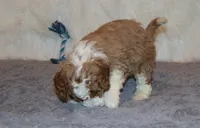 Timber 💙 Micro Miniature, a male Poodle - Miniature  and Miniature Goldendoodle for sale in Navarre, OH – Photo 8 of 10