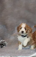 Timber 💙 Micro Miniature, a male Poodle - Miniature  and Miniature Goldendoodle for sale in Navarre, OH – Photo 3 of 10