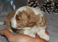 Timber 💙 Micro Miniature, a male Poodle - Miniature  and Miniature Goldendoodle for sale in Navarre, OH – Photo 7 of 10