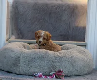 ZOEY 🌷 Toy Minature, a female Havanese and Poodle - Toy  for sale in Navarre, OH – 3 of 10