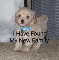 Bingo 🥰, a male Havapoo for sale in Navarre, OH – Photo 1 of 10