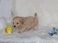 Bingo 🥰, a male Havapoo for sale in Navarre, OH – Photo 6 of 10