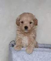 Bingo 🥰, a male Havapoo for sale in Navarre, OH – Photo 4 of 10