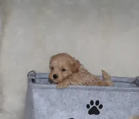 Bingo 🥰, a male Havapoo for sale in Navarre, OH – Photo 9 of 10