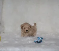 Bingo 🥰, a male Havapoo for sale in Navarre, OH – Photo 8 of 10