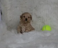 Bingo 🥰, a male Havapoo for sale in Navarre, OH – Photo 10 of 10